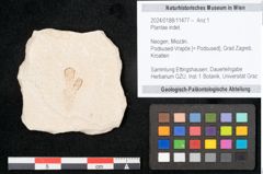 Foto (Objekt + Etikett) von Plantae indet.  (NHMW-GEO-2024-0188-11477)